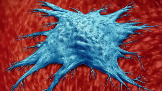 Magnified representation of an irregularly shaped senescent cell on tissue