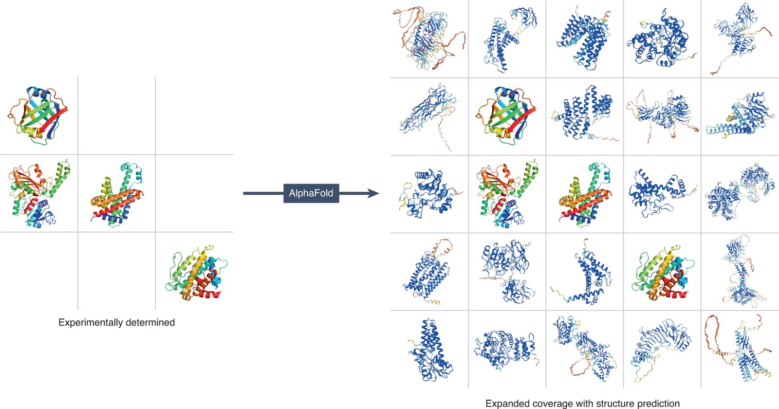 A comparison between a few lab-solved protein structures and the many more predicted by AlphaFold