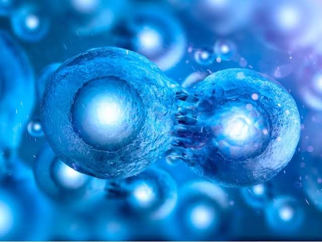 Dos células en proceso de división sobre un fondo azul