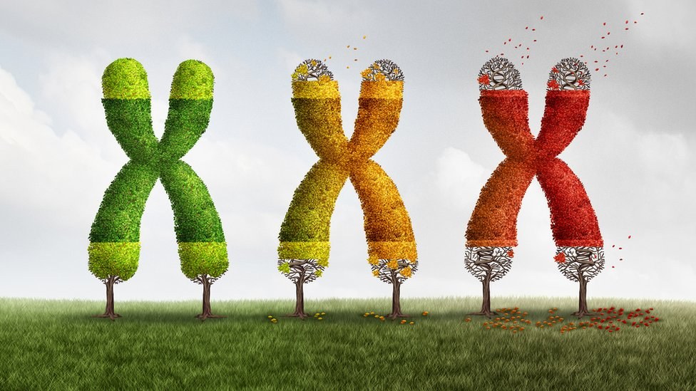 Three chromosomes drawn as hedges going from green and lush to red and frayed at the tips