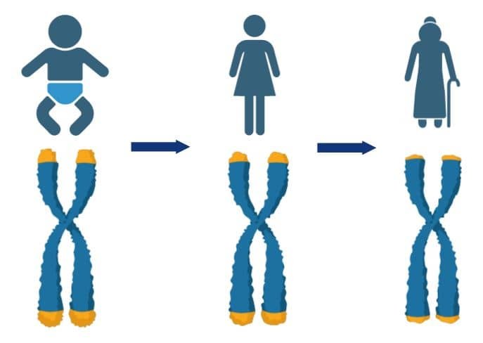 Diagram of a baby, an adult and an elderly woman with their chromosomes showing ever shorter telomeres
