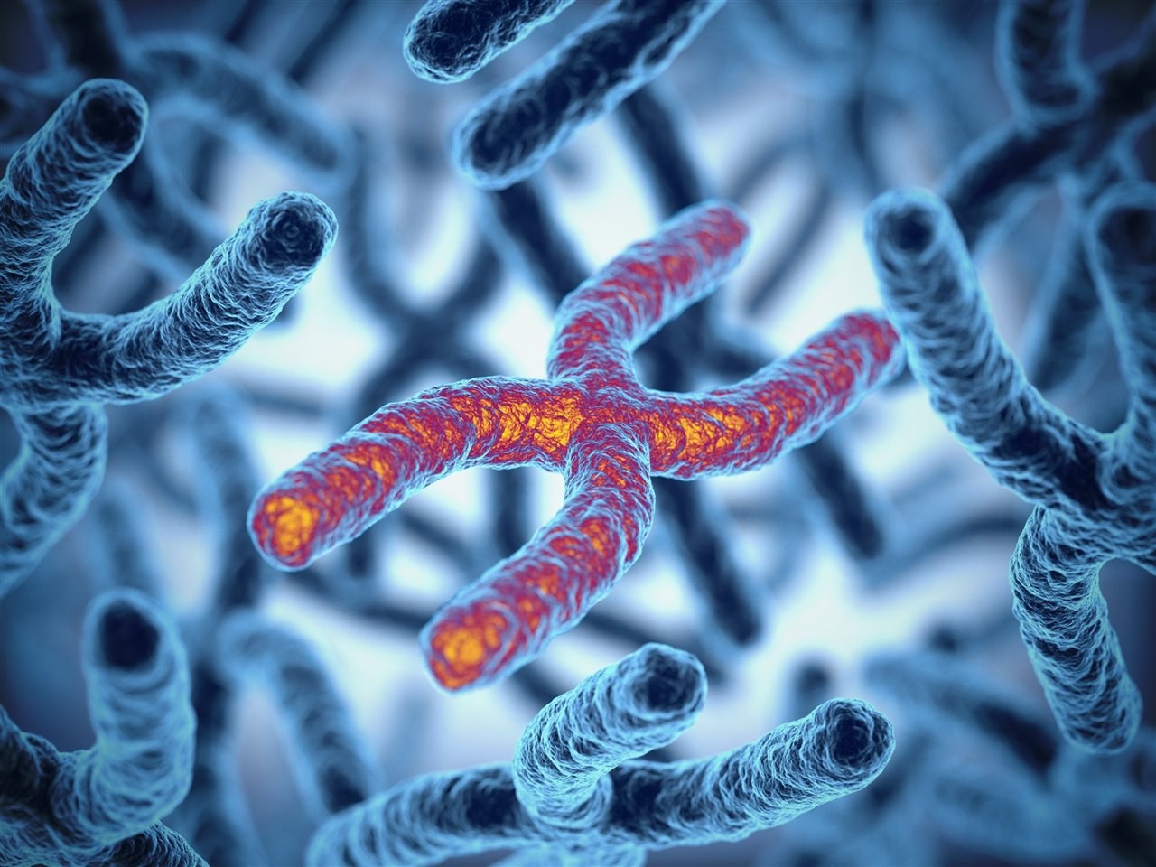 3D illustration of a chromosome with its telomere tips glowing orange