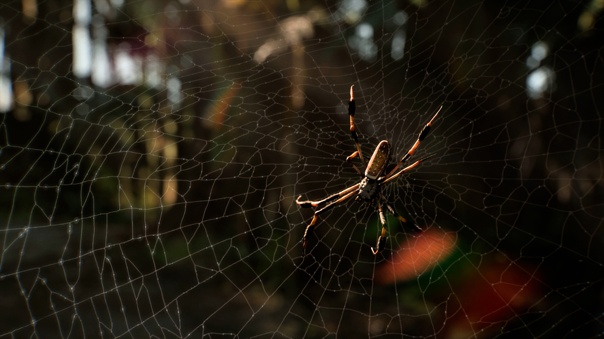 A large spider waits in its web in Until Dawn 2